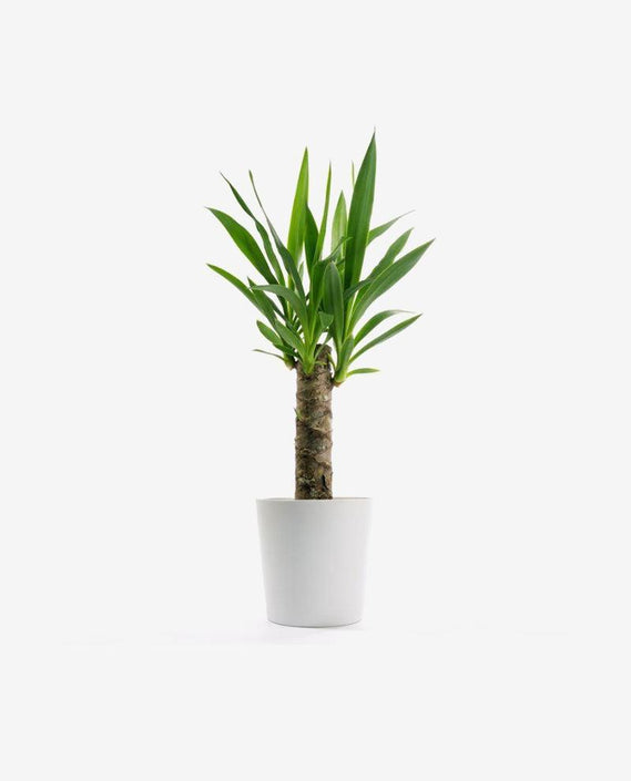 Piamond Halo Stud Aenean